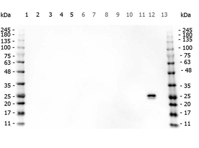 GST Antibody in Western Blot (WB)
