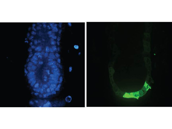 GFP Antibody in Immunohistochemistry (IHC)