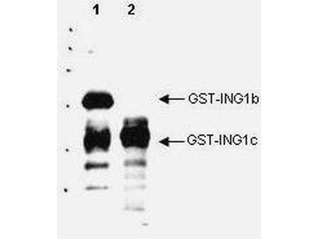 p33ING1 Antibody in Western Blot (WB)