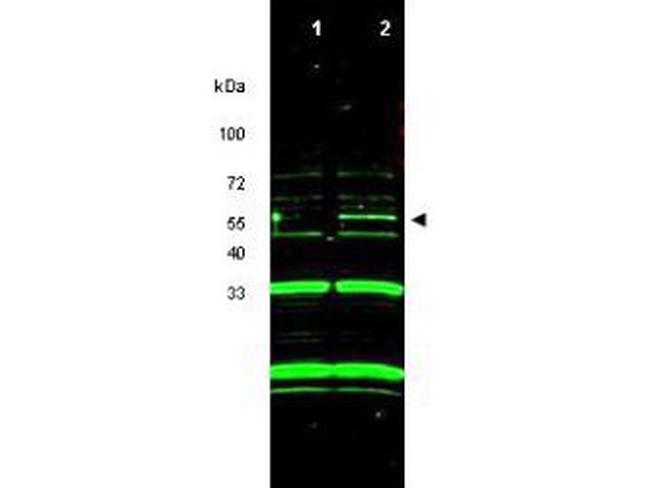 p47ING3 Antibody in Western Blot (WB)