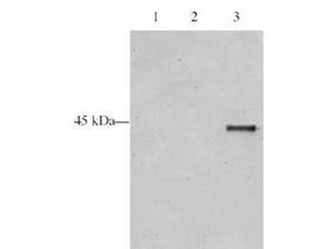 p28ING5 Antibody in Western Blot (WB)