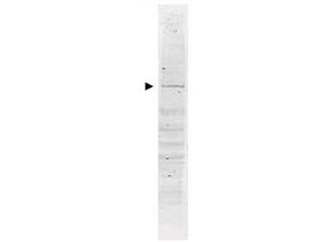 POLK Antibody in Western Blot (WB)