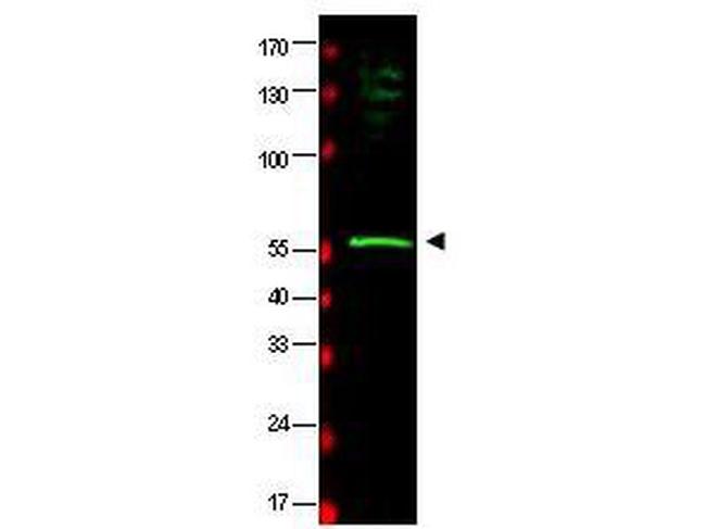 HR23B Antibody in Western Blot (WB)