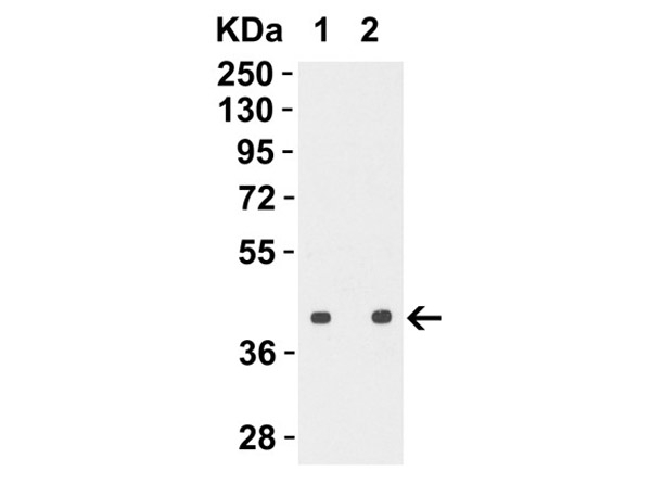 Avian Influenza Hemagglutinin 4 Antibody in Western Blot (WB)