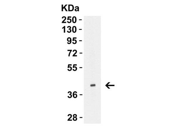 Avian Influenza Hemagglutinin 1 Antibody in Western Blot (WB)