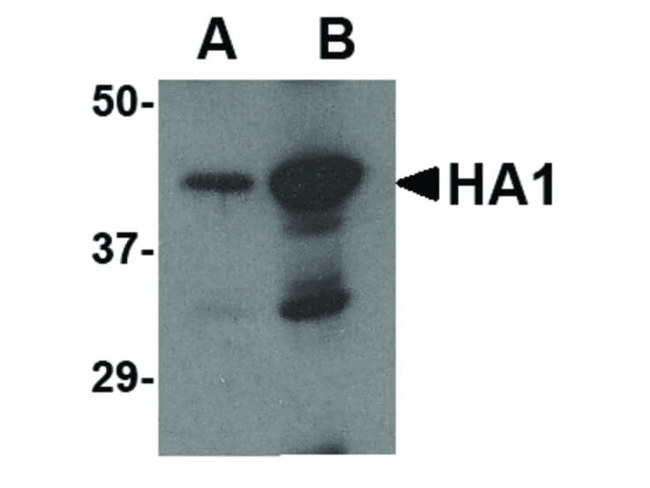Avian Influenza Hemagglutinin 2 Antibody in Western Blot (WB)