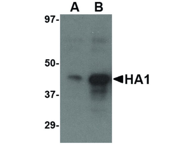 Avian Influenza Hemagglutinin 3 Antibody in Western Blot (WB)