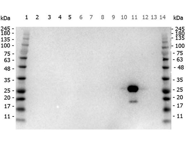 GFP Antibody in Western Blot (WB)