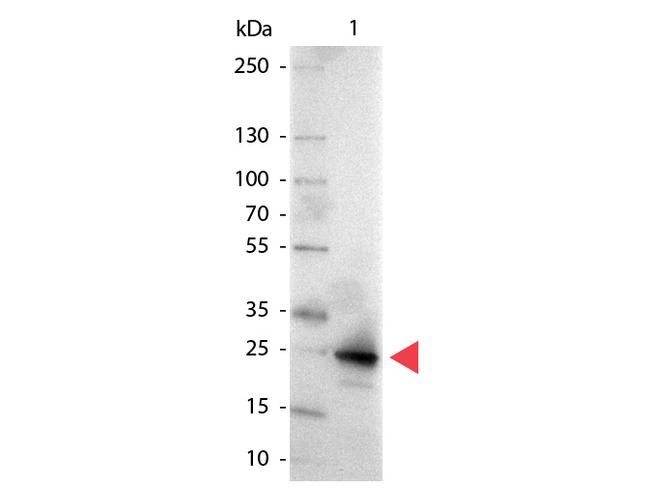 GFP Antibody in Western Blot (WB)