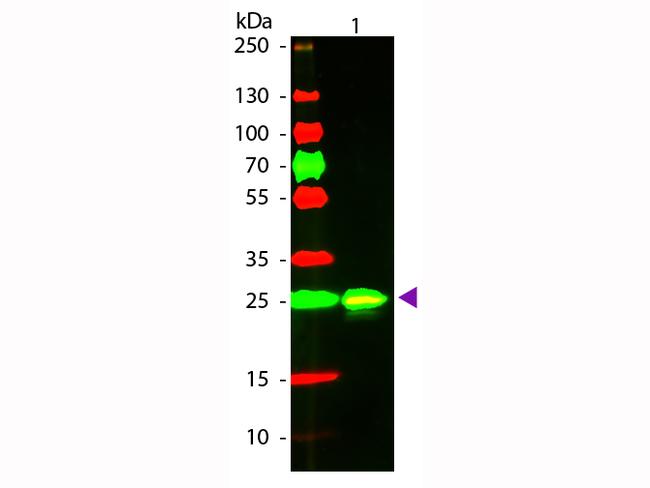 GST Antibody in Western Blot (WB)