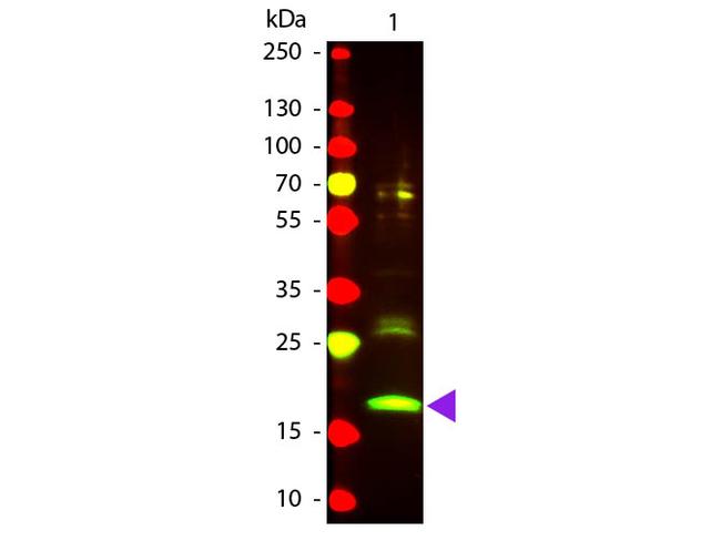 R-Phycoerythrin Antibody in Western Blot (WB)