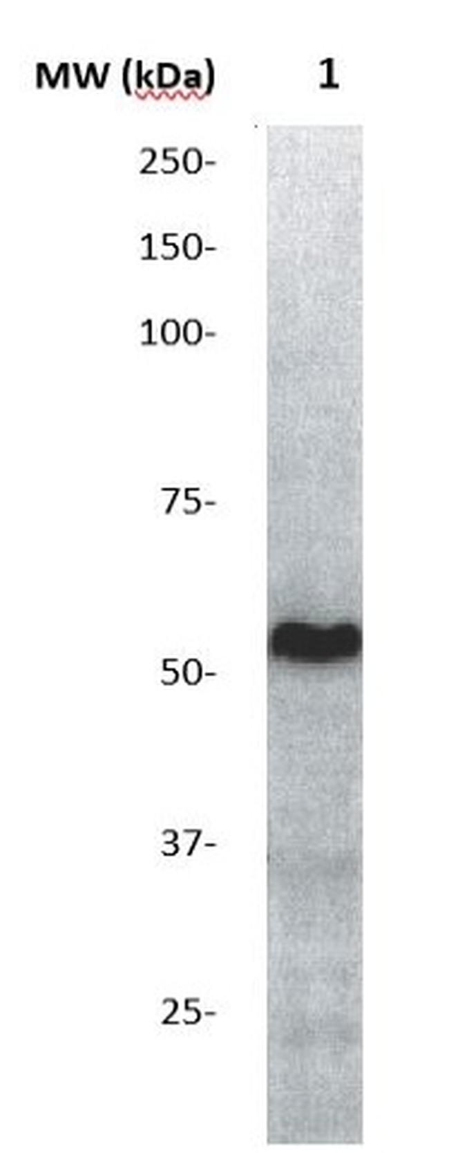 AKT1/PKBa Antibody in Western Blot (WB)