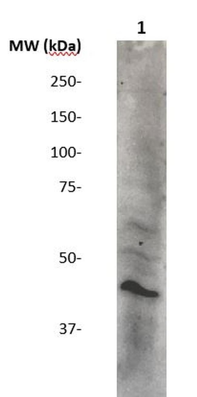 Phospho-CREB (Ser133) Antibody in Western Blot (WB)