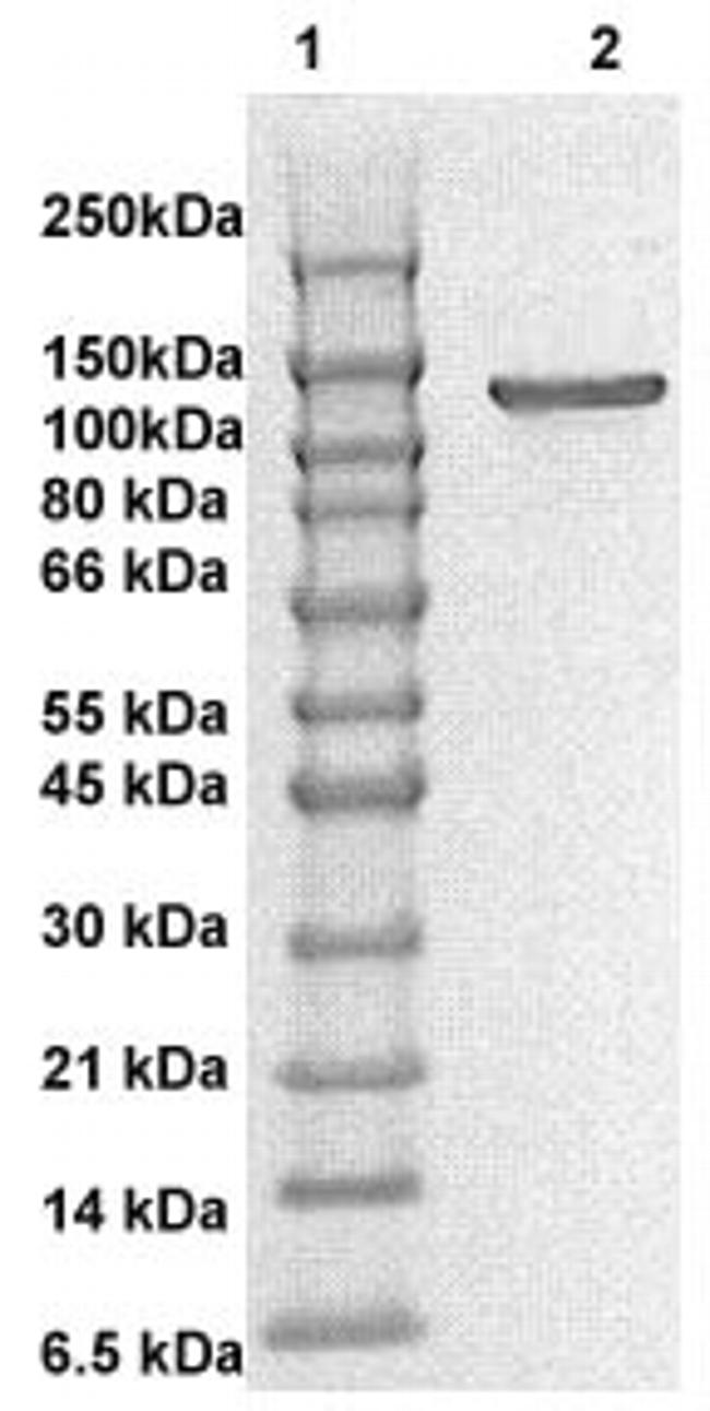 Phospho-FAK (Tyr576) Antibody in Western Blot (WB)