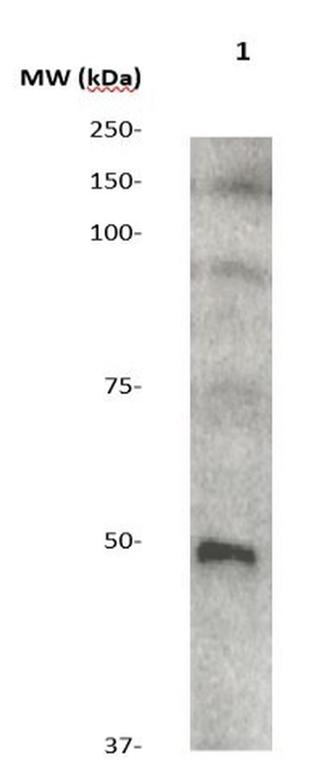 Phospho-GSK3b (Ser9) Antibody in Western Blot (WB)