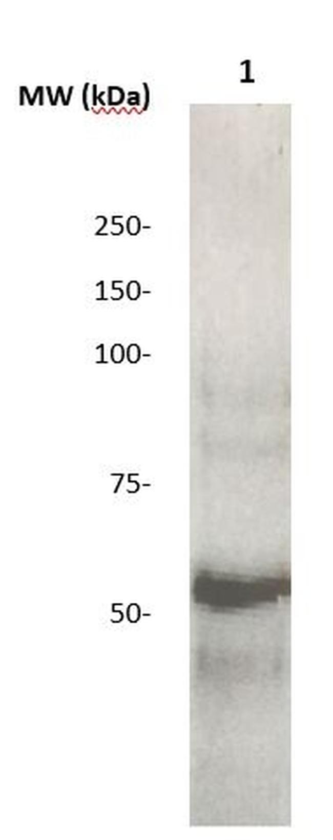 Phospho-JNK/SAPK1 (Thr183, Tyr185) Antibody in Western Blot (WB)