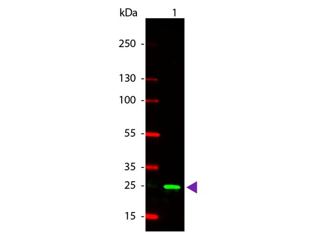 GST Antibody in Western Blot (WB)