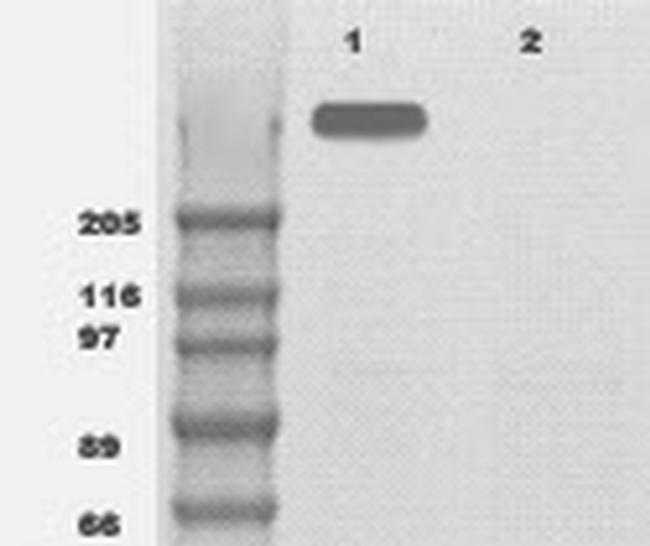 mTOR Antibody in Western Blot (WB)