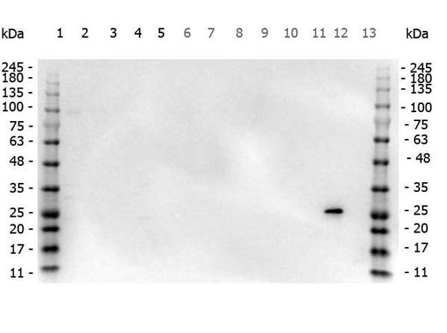 GST Antibody in Western Blot (WB)