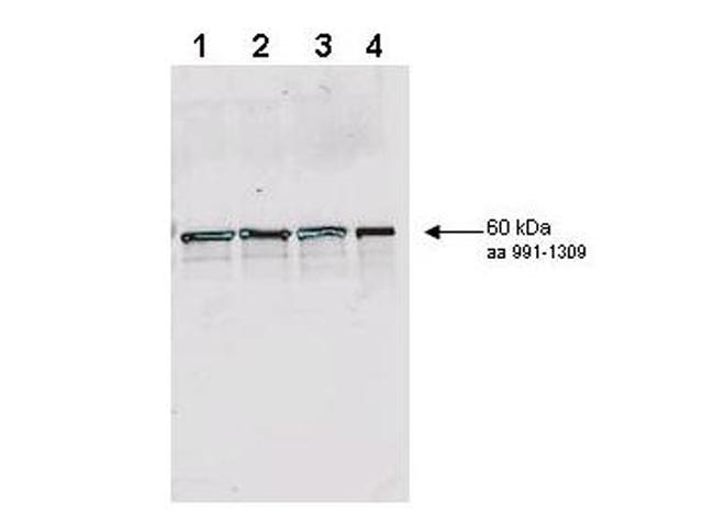 Rad9 S1129 (pan reactive) Antibody in Western Blot (WB)
