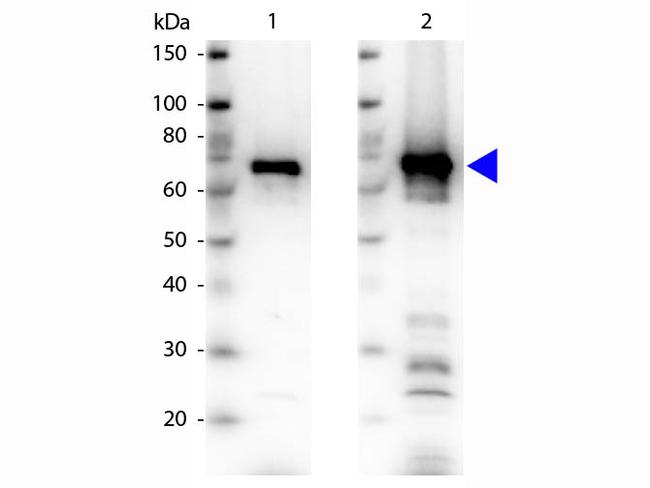 6X His Epitope Tag Antibody in Western Blot (WB)