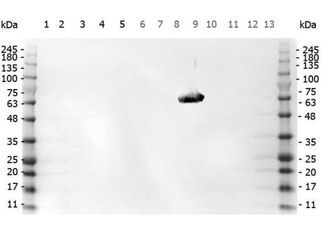 DYKDDDDK Antibody in Western Blot (WB)