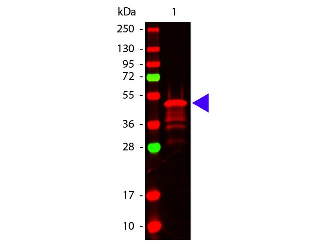 VSV-G Antibody in Western Blot (WB)