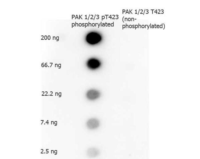 Phospho-PAK 1/2/3 (Thr423) Antibody in Dot Blot (DB)