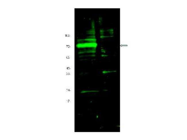 Hif3 alpha Antibody in Western Blot (WB)