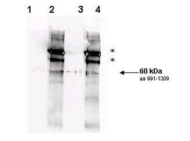 Phospho-Rad9 (Ser1260) Antibody in Western Blot (WB)