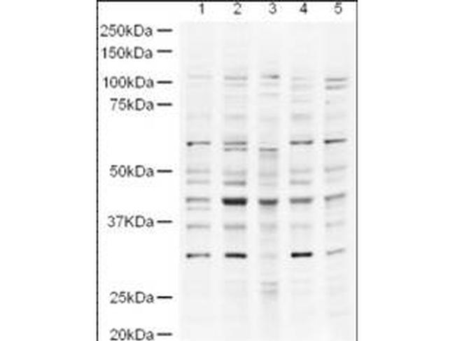 UBP43 Antibody in Western Blot (WB)
