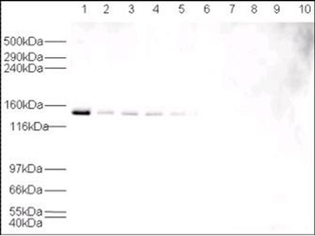 HAUSP Antibody in Western Blot (WB)
