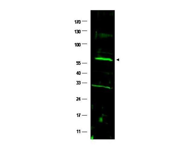 FANCC Antibody in Western Blot (WB)