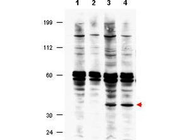 FANCF Antibody in Western Blot (WB)