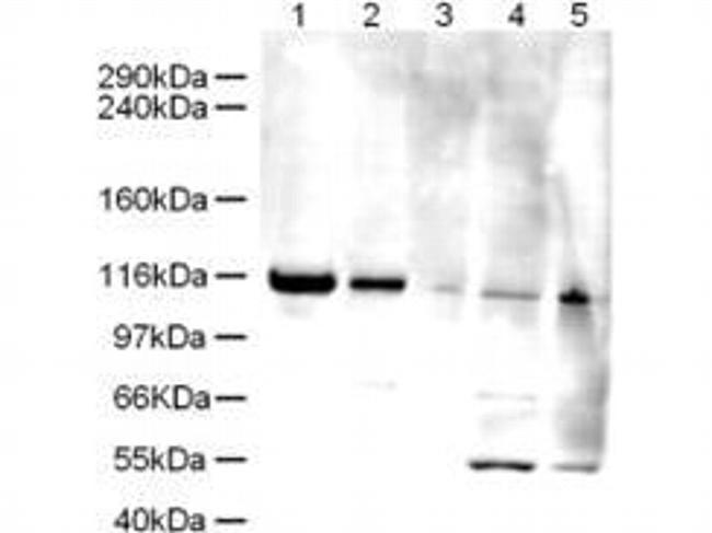 ELG-1 Antibody in Western Blot (WB)