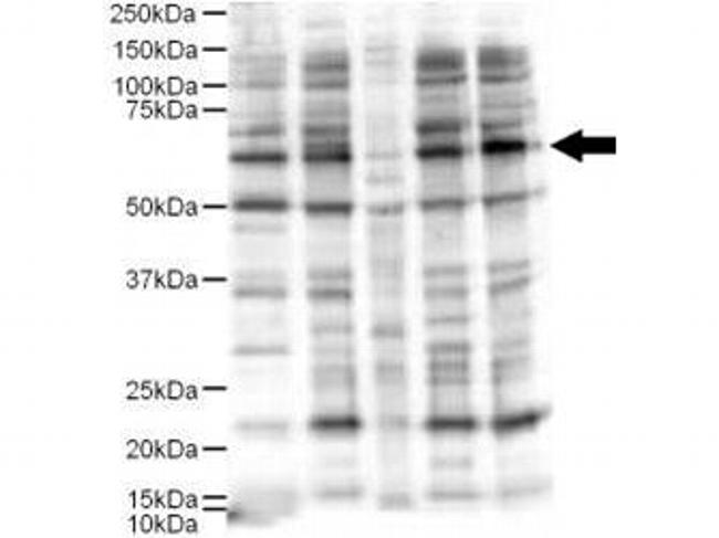 AJUBA Antibody in Western Blot (WB)