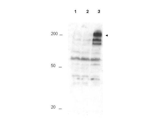 Phospho-APC1 (Ser355) Antibody in Western Blot (WB)