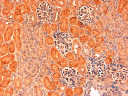 Delta-1 Antibody in Immunohistochemistry (Paraffin) (IHC (P))