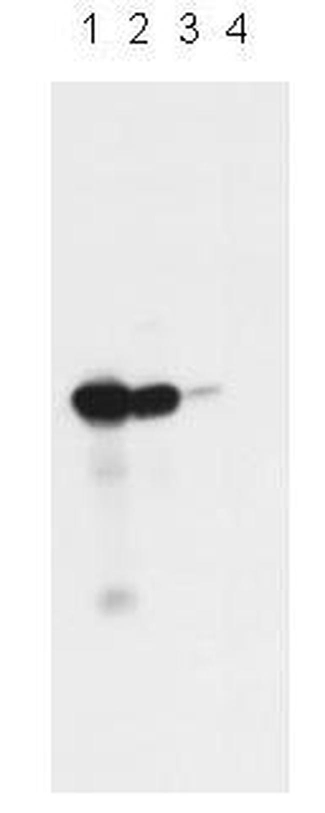 UBC12 Antibody in Western Blot (WB)
