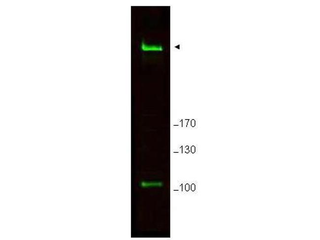 Rif1 Antibody in Western Blot (WB)