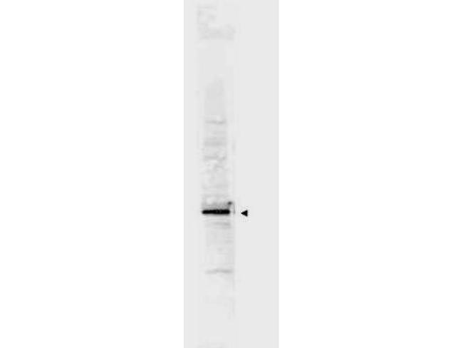 Cyclin L2 Antibody in Western Blot (WB)