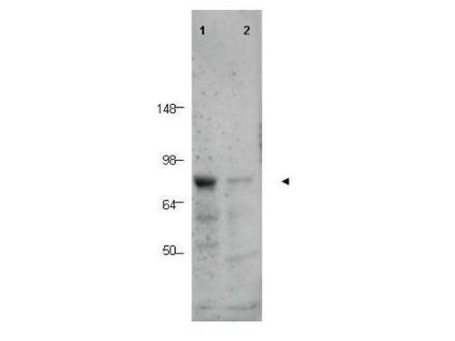 BORIS Antibody in Western Blot (WB)