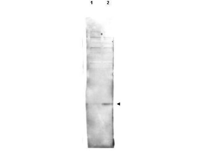 Phospho-Histone H2AvD (Ser137) Antibody in Western Blot (WB)