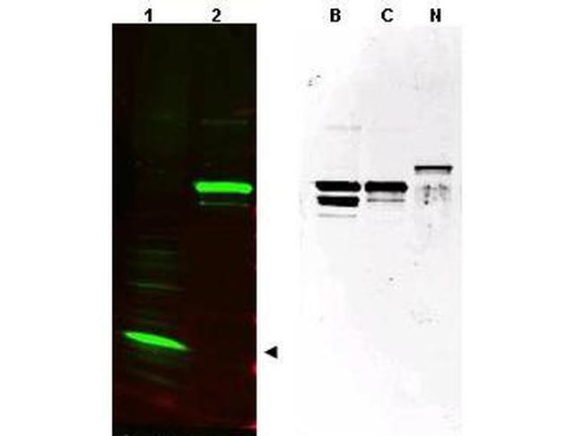SPANX Antibody in Western Blot (WB)