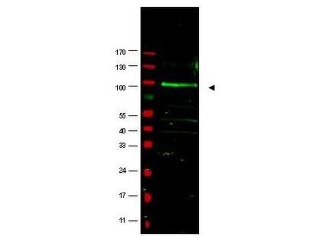 F-Box Only Protein 9 Antibody in Western Blot (WB)