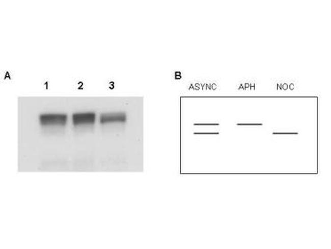 MCM2 Antibody in Western Blot (WB)