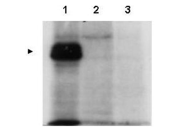MLF1 Antibody in Western Blot (WB)