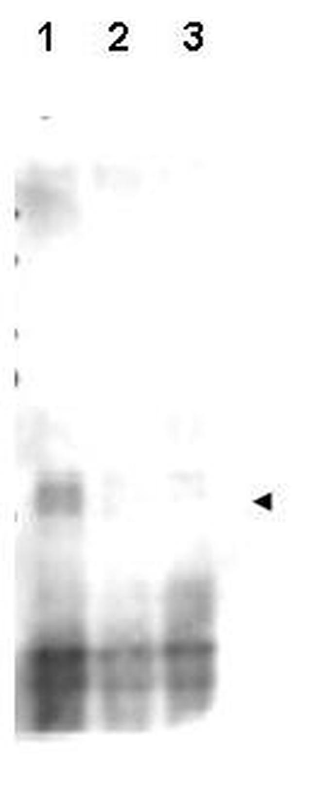 Phospho-Mer2 (Ser30) Antibody in Western Blot (WB)