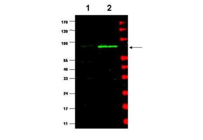 Mdm2 Antibody in Western Blot (WB)
