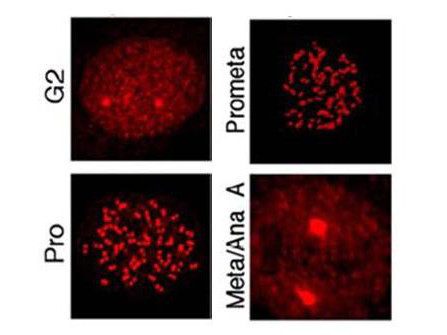 Phospho-MLF1 (Thr78) Antibody in Immunocytochemistry (ICC/IF)